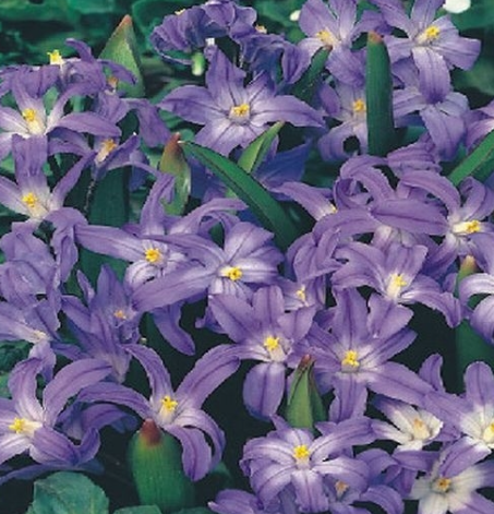 Chionodoxa Forbesi Blue Snowman 5 Bulbs