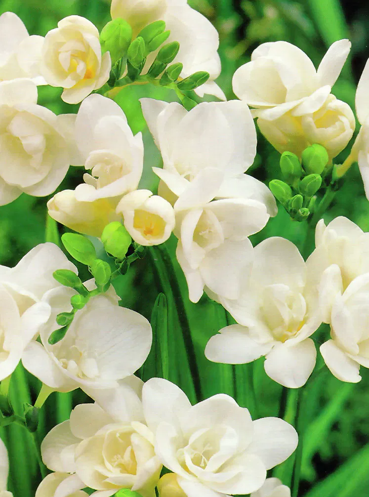 Freesia Double White 5 Bulbs