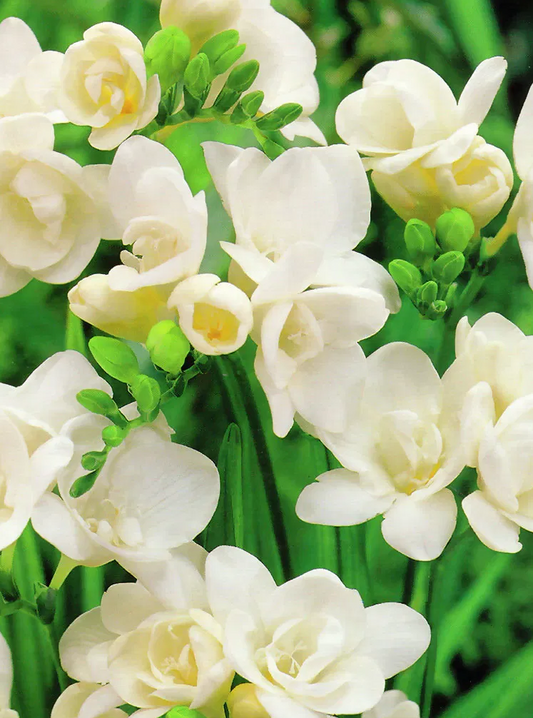 Freesia Double White 5 Bulbs