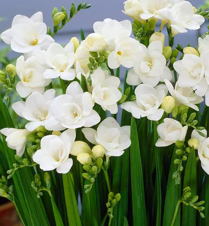 Freesia Double White 5 Bulbs