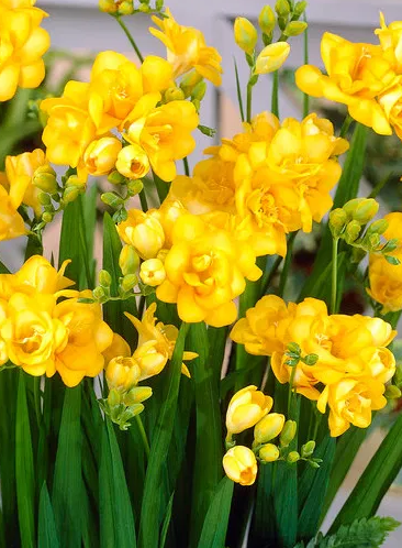 Freesia Double Yellow 5 Bulbs