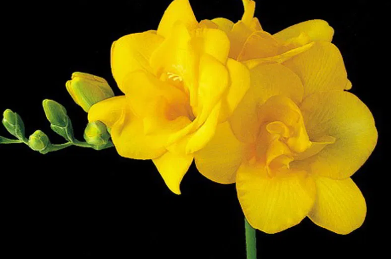 Freesia Double Yellow 5 Bulbs