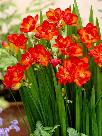Freesia Double Red 5 Bulbs