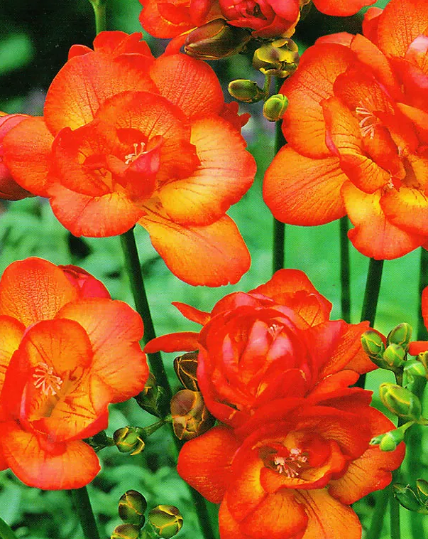Freesia Double Red 5 Bulbs