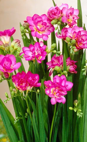 Freesia Double Pink 5 Bulbs