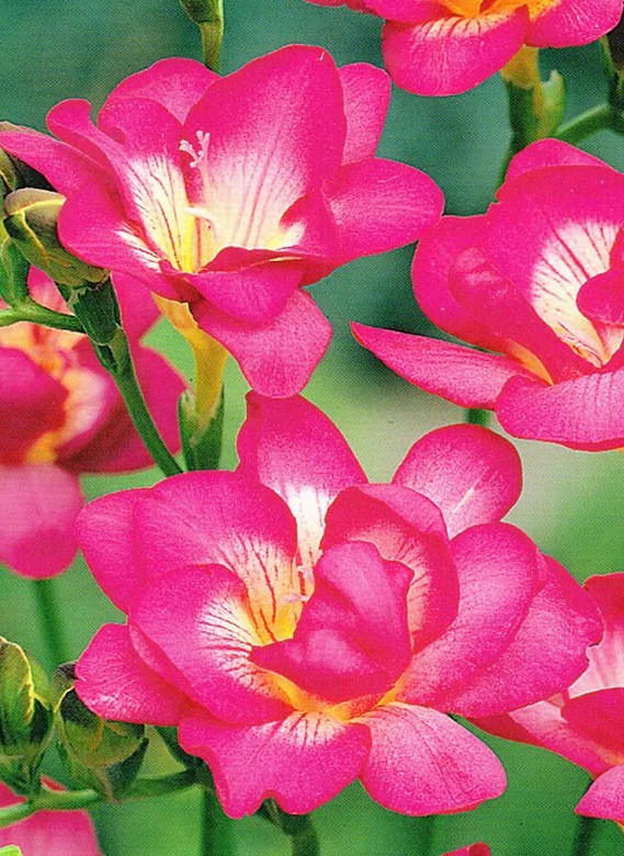 Freesia Double Pink 5 Bulbs