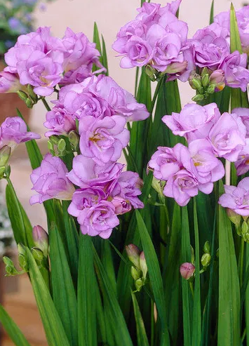 Freesia Double Purple 5 Bulbs