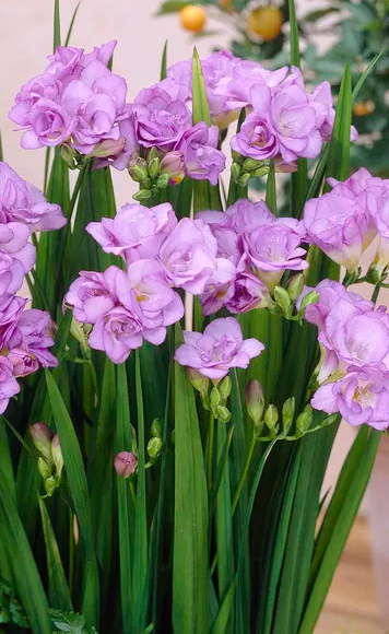 Freesia Double Purple 5 Bulbs