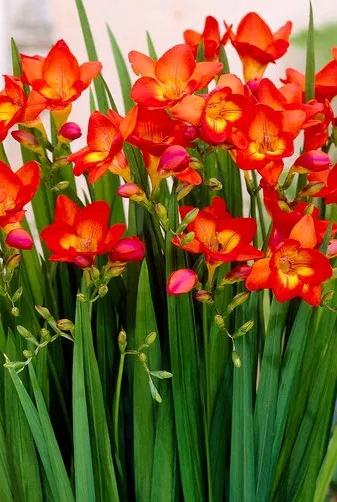 Freesia Single Red 5 Bulbs