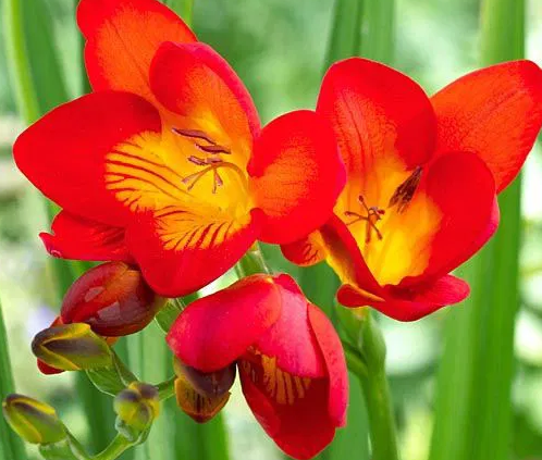 Freesia Single Red 5 Bulbs