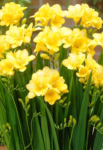 Freesia Single Yellow 5 Bulbs