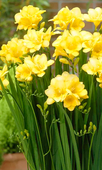 Freesia Single Yellow 5 Bulbs