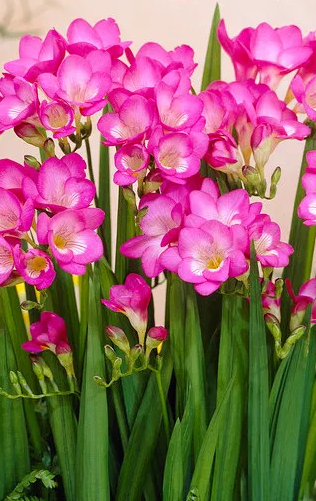 Freesia Single Pink 5 Bulbs