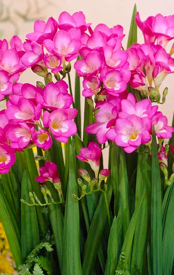 Freesia Single Pink 5 Bulbs