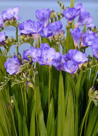 Freesia Single Blue 5 Bulbs