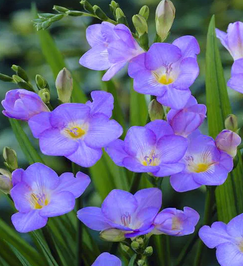 Freesia Single Blue 5 Bulbs