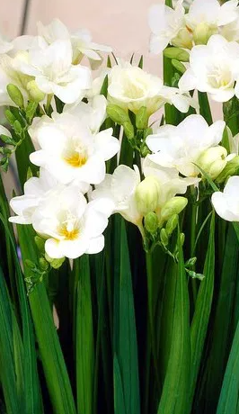 Freesia Single White 5 Bulbs
