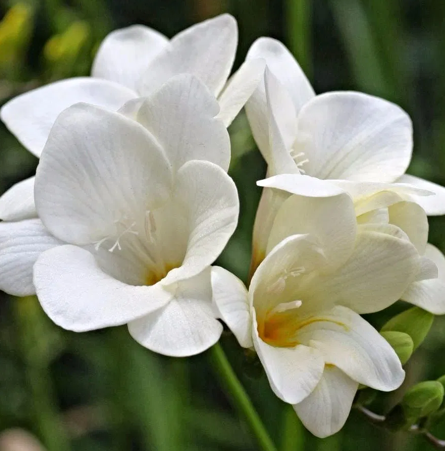 Freesia Single White 5 Bulbs
