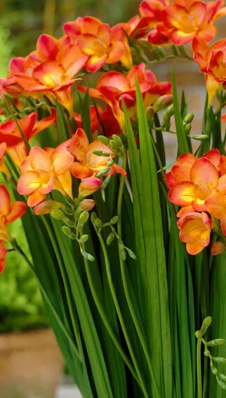 Freesia Single Orange 5 Bulbs