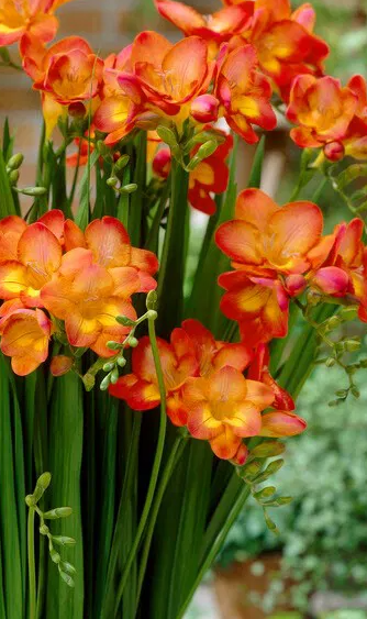 Freesia Single Orange 5 Bulbs