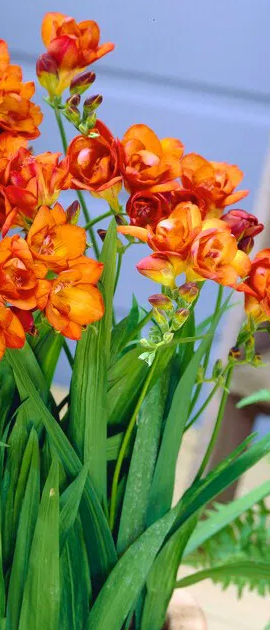 Freesia Double Orange 5 Bulbs
