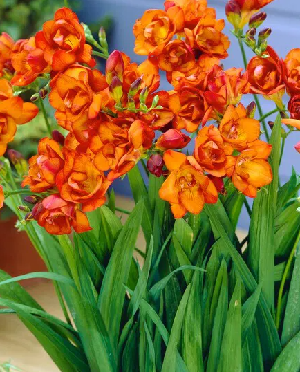 Freesia Double Orange 5 Bulbs