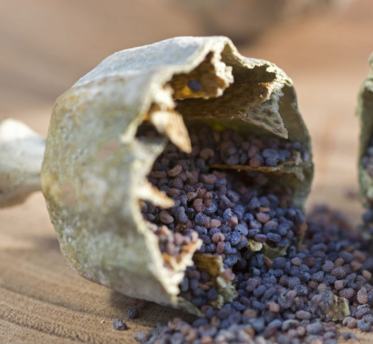 Papaver ( Poppy ) 'Perry’s White' 250 Seeds