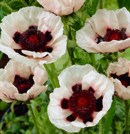 Papaver ( Poppy ) 'Perry’s White' 250 Seeds