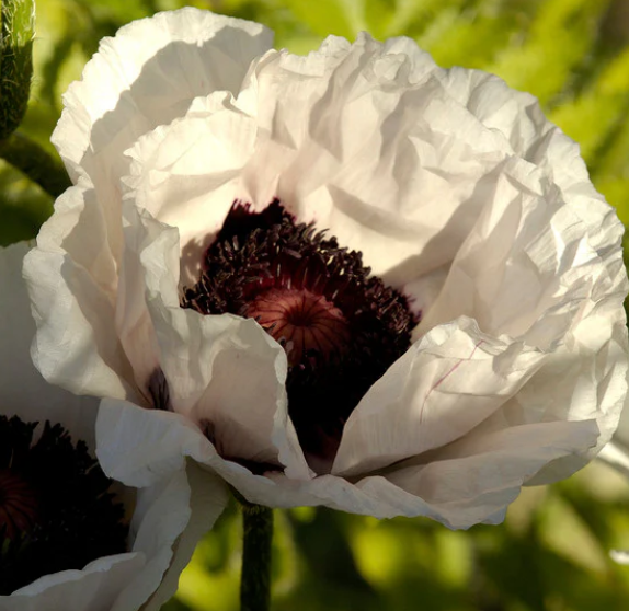 Papaver ( Poppy ) 'Perry’s White' 250 Seeds
