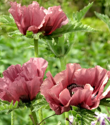 Papaver ( Poppy ) 'Patty's Plum' 250 Seeds