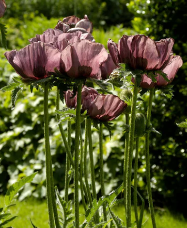 Papaver ( Poppy ) 'Patty's Plum' 250 Seeds