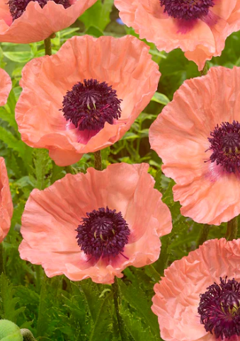 Papaver ( Poppy ) 'Helen Elizabeth' 250 Seeds