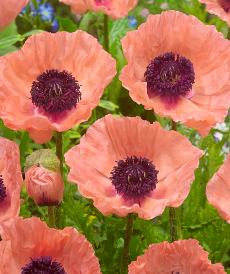 Papaver ( Poppy ) 'Helen Elizabeth' 250 Seeds