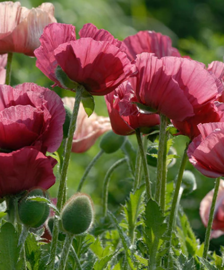 Papaver ( Poppy ) 'Marlene' 250 Seeds