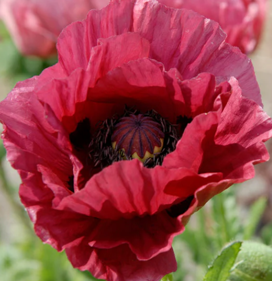 Papaver ( Poppy ) 'Marlene' 250 Seeds
