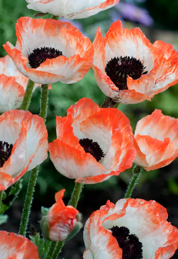 Papaver ( Poppy ) 'Picotee' 250 Seeds