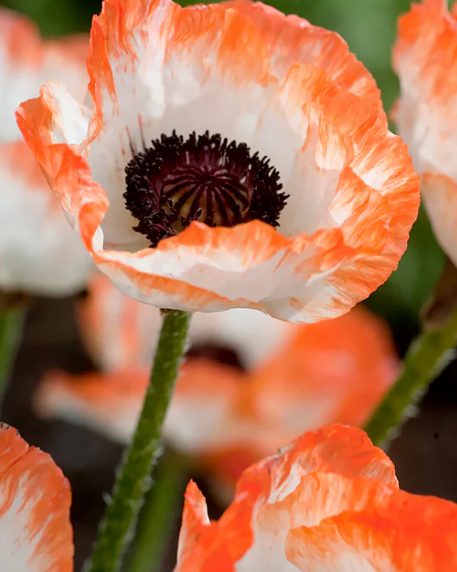 Papaver ( Poppy ) 'Picotee' 250 Seeds