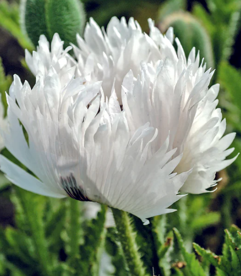 Papaver ( Poppy ) 'White Ruffles' 250 Seeds