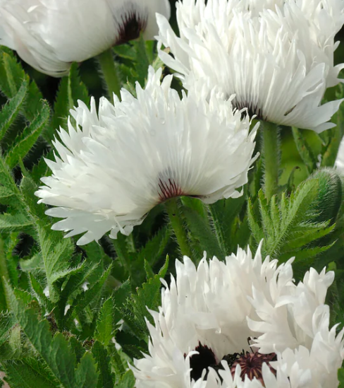 Papaver ( Poppy ) 'White Ruffles' 250 Seeds