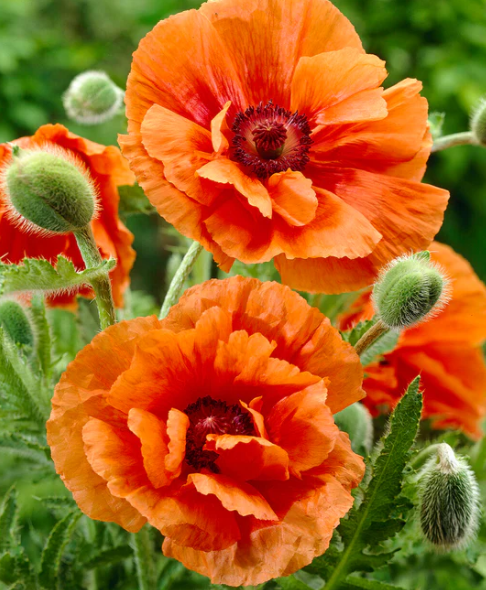 Papaver ( Poppy ) 'Harvest Moon' 250 Seeds