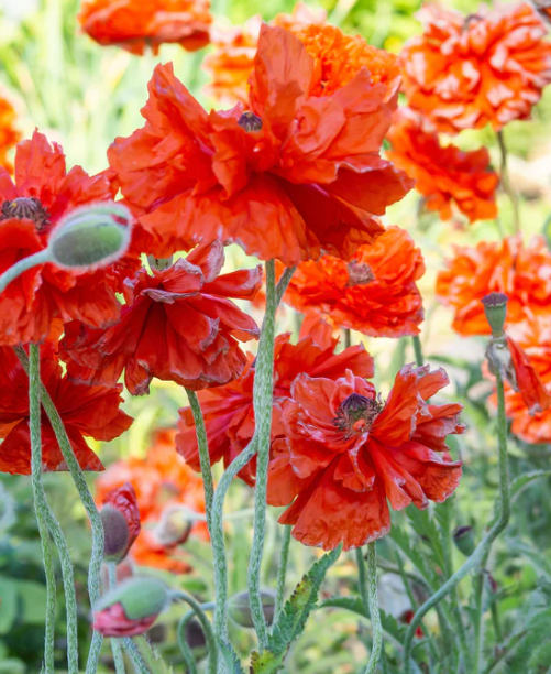 Papaver ( Poppy ) 'Harvest Moon' 250 Seeds
