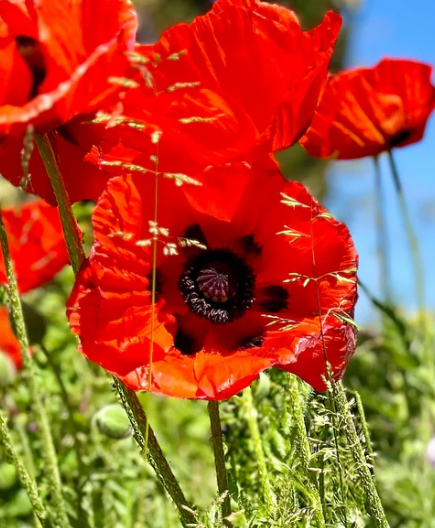 Papaver ( Poppy ) 'Beauty of Livermere' 250 Seeds