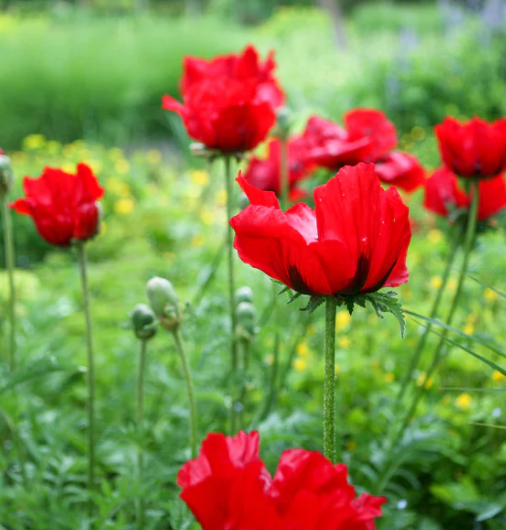 Papaver ( Poppy ) 'Beauty of Livermere' 250 Seeds