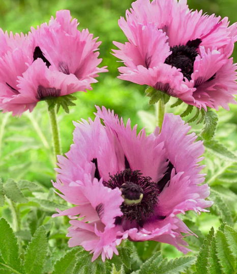 Papaver ( Poppy ) 'Pink Perfection' 250 Seeds