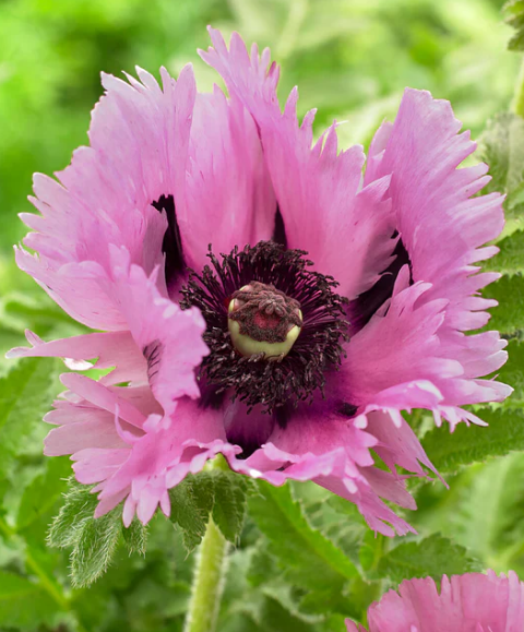 Papaver ( Poppy ) 'Pink Perfection' 250 Seeds