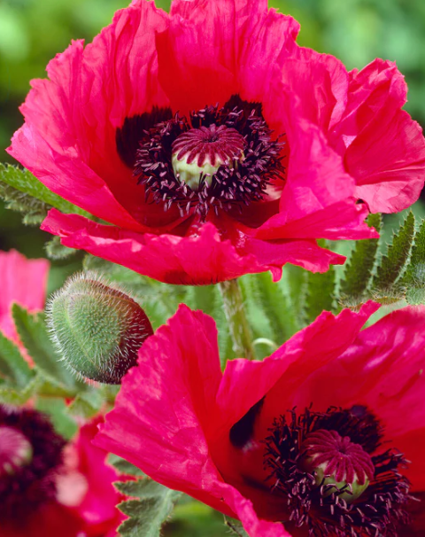 Papaver ( Poppy ) 'Watermelon' 250 Seeds