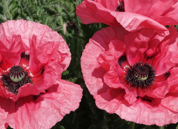 Papaver ( Poppy ) 'Watermelon' 250 Seeds