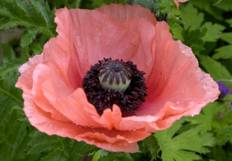 Papaver ( Poppy ) 'Aglaja' 250 Seeds
