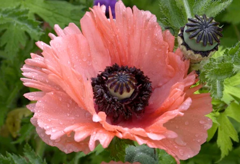 Papaver ( Poppy ) 'Aglaja' 250 Seeds