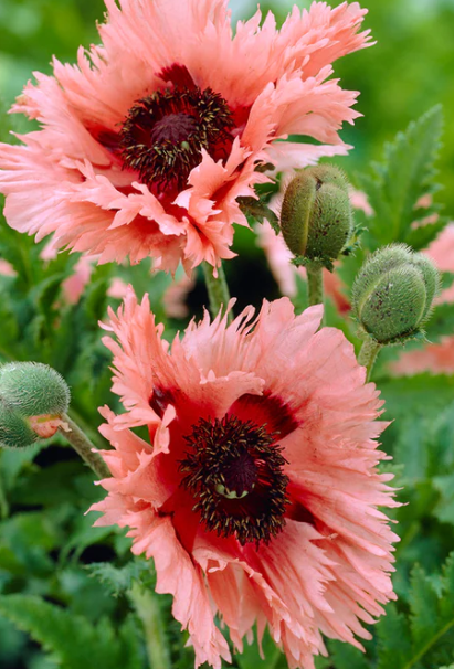 Papaver ( Poppy ) 'Pink Ruffles' 250 Seeds